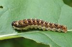Tenthredo bipunctula